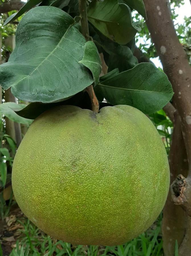 Green Grapefruit Villa Hoi An Eksteriør bilde